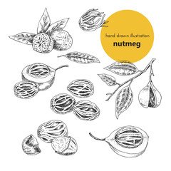 hand-drawn illustration of spice nutmeg. Vintage graphic set of illustrations for the design of menus, restaurants, cafes and packaging. plants and spices