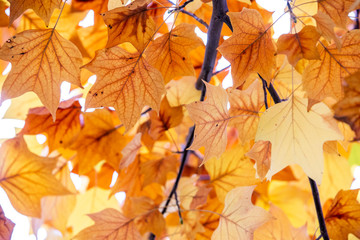 yellow colors of autumn