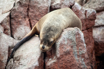 A sea lion along the rocky coast slumps over a rock as if totally exhausted. concept.