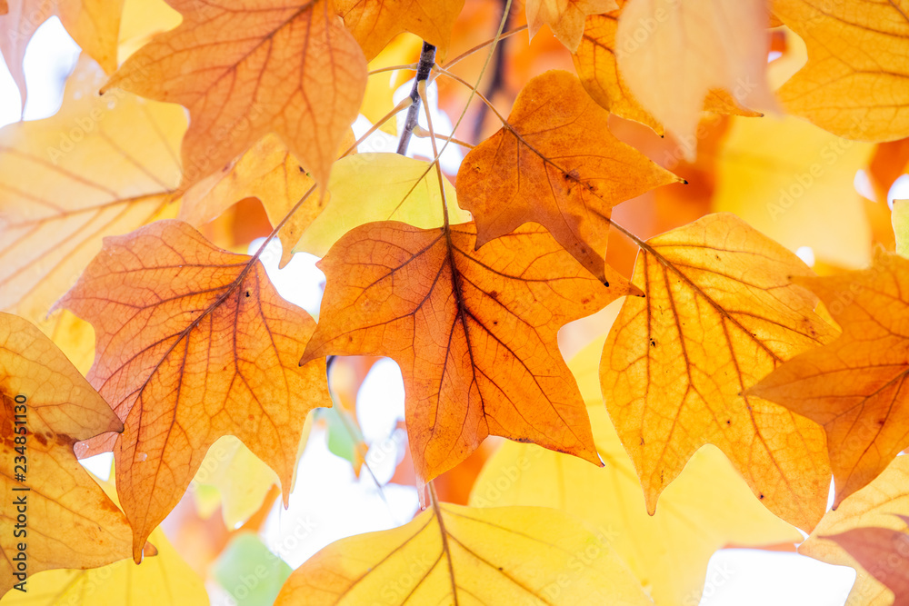 Sticker yellow colors of autumn