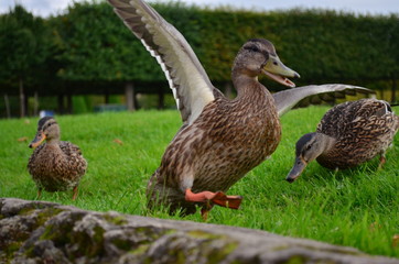 wild duck