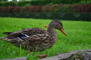 duck 