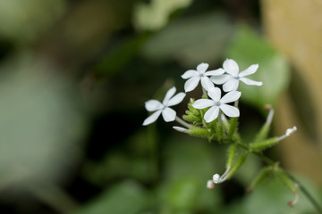 Close up of White flowers