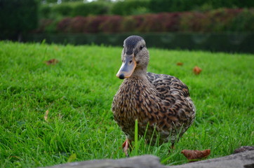 duck