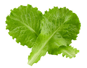 lettuce leaves Clipping Path