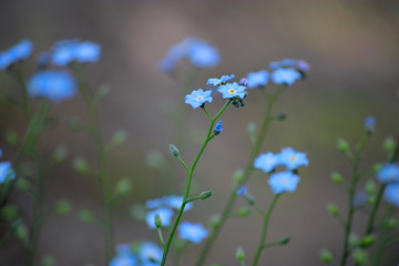 flowers on blue background