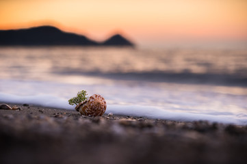 The Shell on the Sea