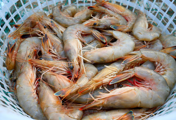 Fresh shrimp, in plastic baskets