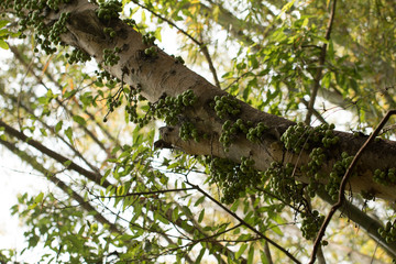 Green Common fig fruit on plant