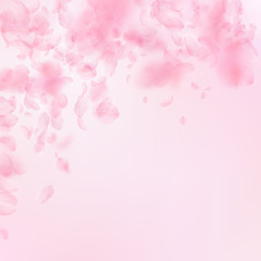 Sakura petals falling down. Romantic pink flowers 