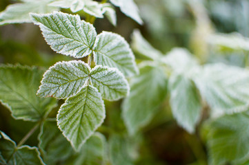 first frost and green leaflets