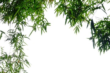 A frame of bamboo leaves with branches on white isolated background for green foliage backdrop 