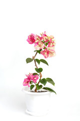 Bougainvillea Chameleon pink in a flower pot on a white background