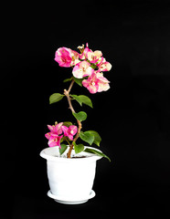 Naklejka na ściany i meble Bougainvillea Chameleon pink in a flower pot on a black background