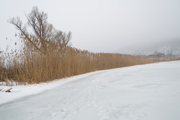 Beautiful view on dry reed on the frozen river