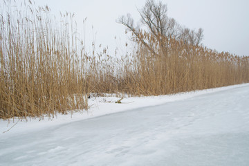 Beautiful view on dry reed on the frozen river