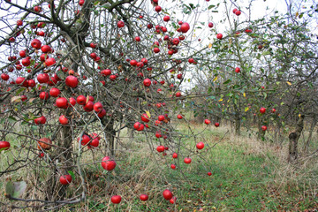 Czerwone jabłka na gałęzi w sadzie