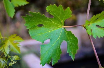 green leaves on tree