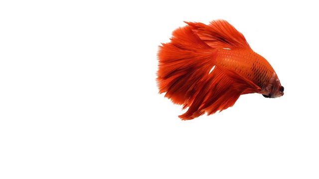 Red orange siamese fighting fish with half moon tail swimming in front of isolated white background.