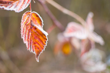 first frost and green leaflets