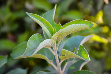 green leaves with drops of water