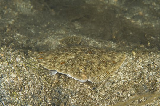 European plaice (Pleuronectes platessa) on sand, Norwegian Sea, Northern Atlantic, Norway, Europe