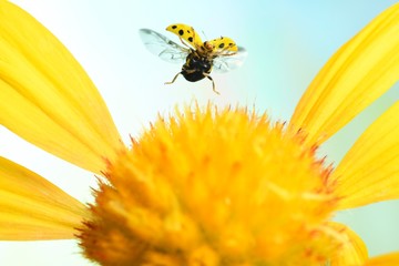 22-spot ladybird (Psyllobora vigintiduopunctata) in flight, on cockade flower (Gaillardia), Germany, Europe