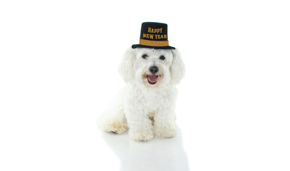 HAPPY MALTESE DOG CELEBRATING NEW YEAR WITH A BLACK TOP HAT WITH TEXT.  SITTING AGAINST WHITE BACGROUND.
