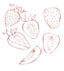 Hand drawn pencil illustration of the different line art strawberries isolated on the white background. Sketch style drawing