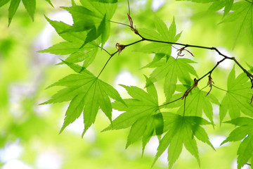 初夏のモミジの葉と木漏れ日