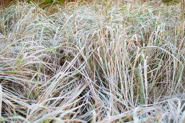 first frost and green leaflets