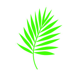 palm leaf illustration