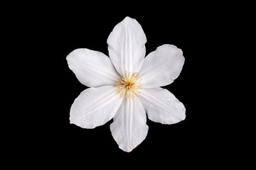 Plakat White clematis flower on black background.Close-up.