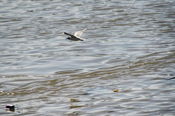 Bird, river seagull flying over contaminated river