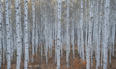 Fototapeta premium 하얀 자작나무숲
