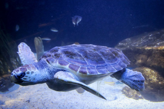 Meeresschildkröte im Wasser 