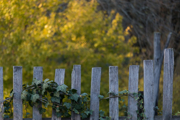 old wooden rural fence in the village, natural blurred background of yellow trees