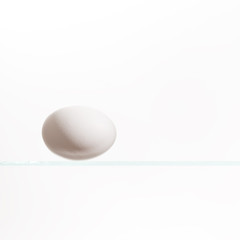 chicken egg on the shelf and on white background