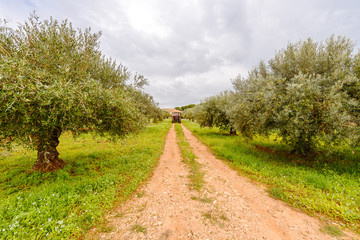 Fototapeta na wymiar Tractor exports olives on the plantation