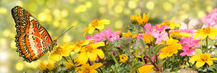 Schmetterling 530 © K.-U. Häßler