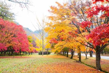 단풍이 아름다운 가을 풍경