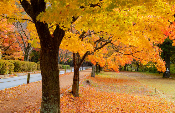 단풍이 아름다운 가을 풍경 Stock Photo | Adobe Stock