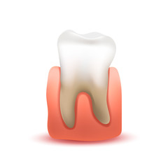 Realistic human tooth in pink gum isolated on white