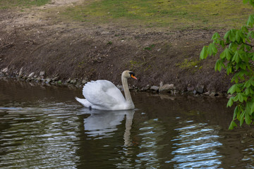 White swan in water