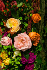 Background and texture of rose. Colorful a variety of flower.