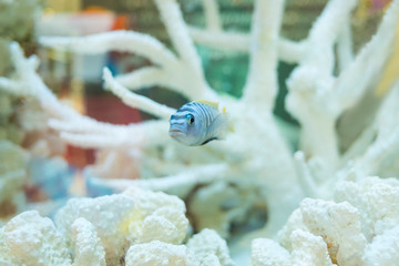 Blue little fish and white coral in aquarium.