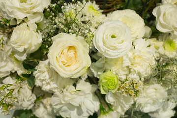 Close up of white rose. Background and texture of white rose.