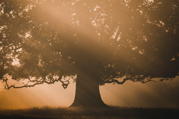 Orange light rays shine through the autumn leaves of a giant old oak tree in the foggy morning