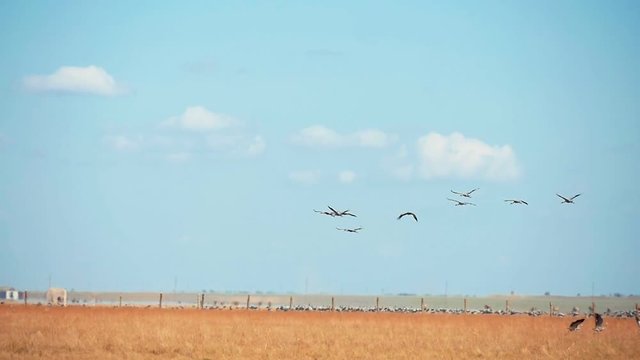Flying big birds over the boundless steppe in askania-Nova bio-reserve in summer 