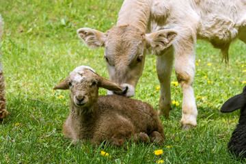 Fototapeta premium Incredible nature of Kazakhstan (Central Asia)